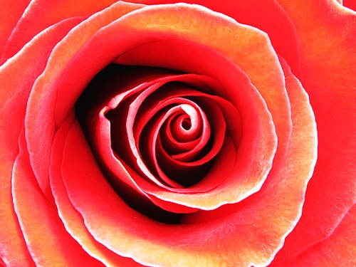 Rote Rose In Der Makrofotografie