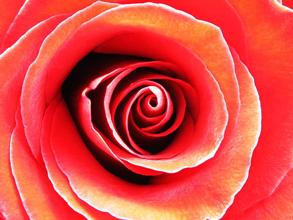Gratis Rosa Roja En Fotografía Macro Foto de stock