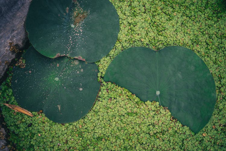 Green Lily Pads