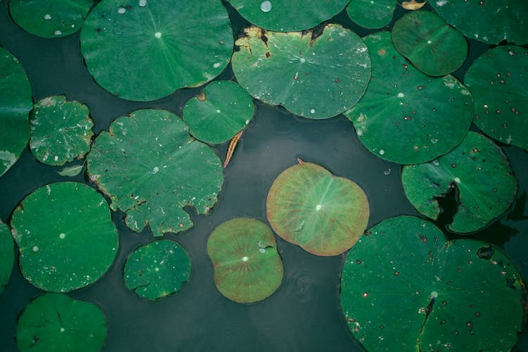 Close-Up Shot Of Lily Pads