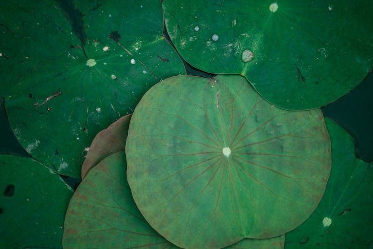 Close-Up Shot Of Lily Pads