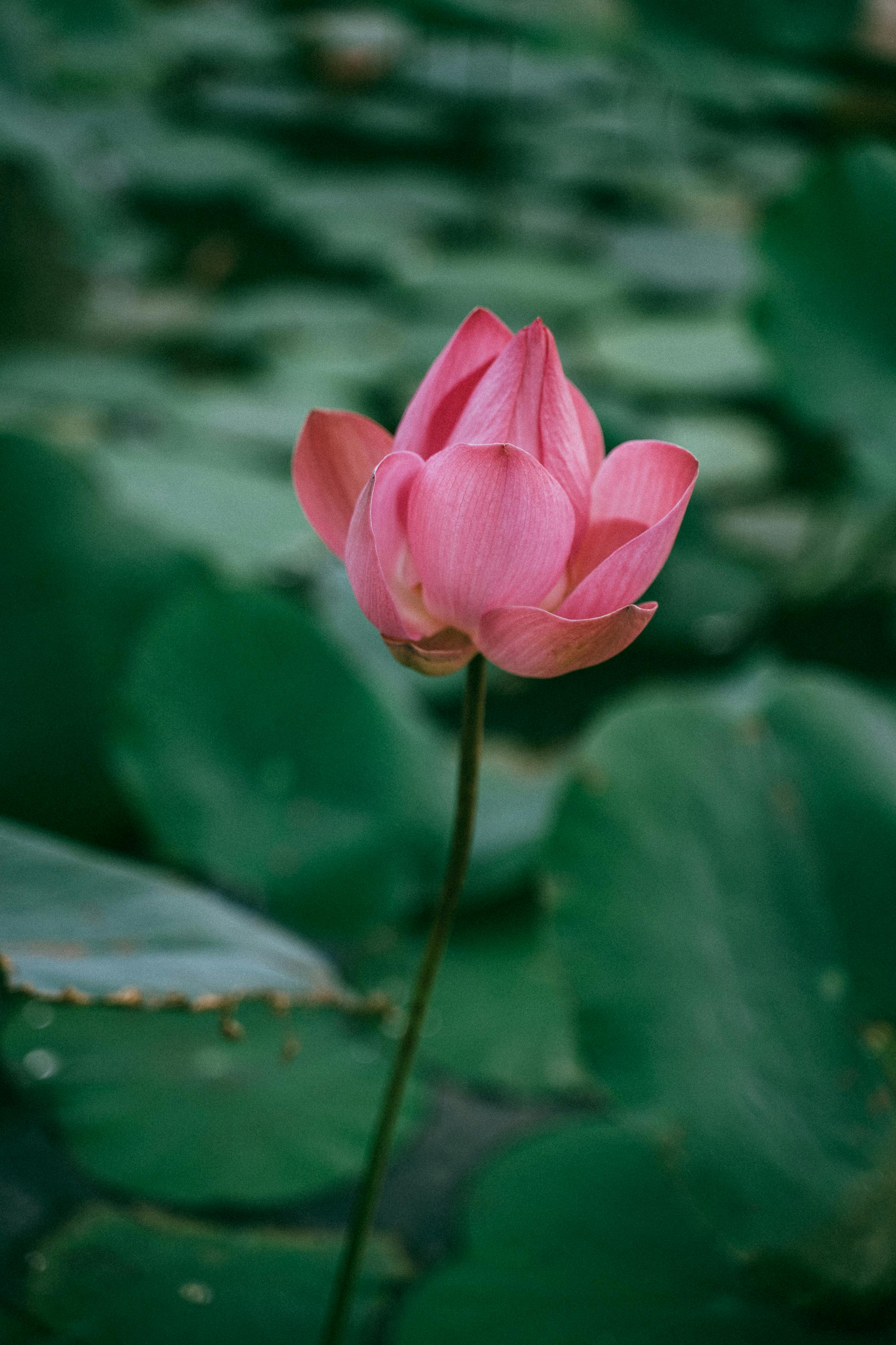 Close-Up Shot of a Pink Lotus · Free Stock Photo