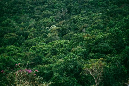 Free A vibrant, densely packed forest canopy showcasing lush greenery and diverse flora. Stock Photo