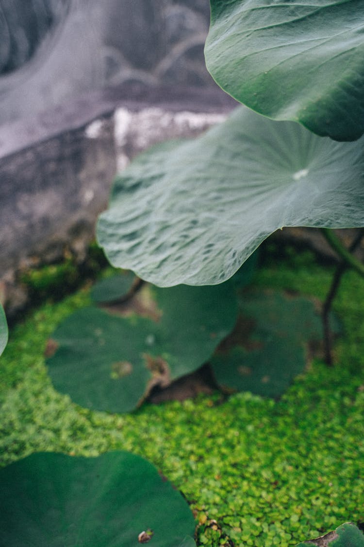 Close-Up Shot Of Lily Pads