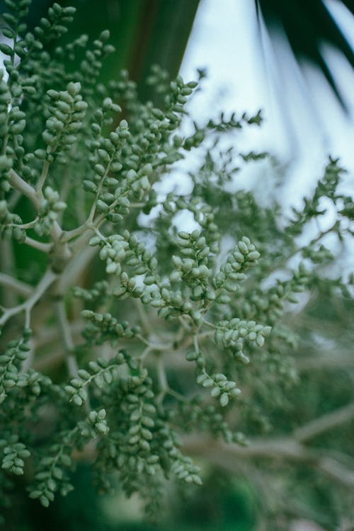 Close-Up Shot of a Green Plant