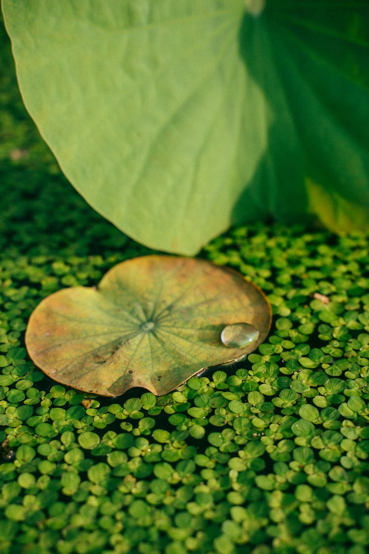 Close-Up Shot Of Lily Pads