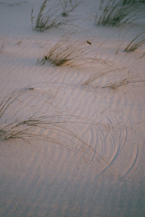 Kostenloses Stock Foto zu gras, sand, trocken