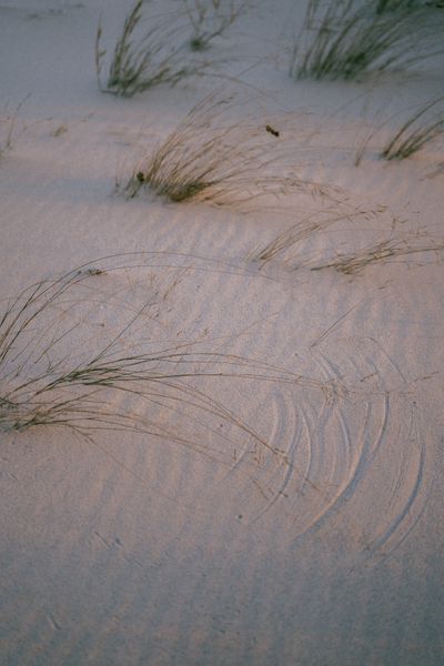 Windswept dune grass at sunset — photo by Anna Tarazevich on Pexels