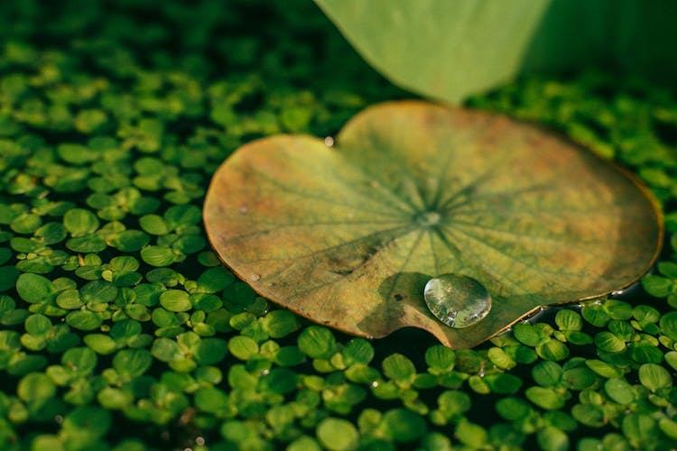 Close-Up Shot Of Lily Pads