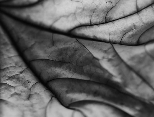 Free A monochrome close-up of a leaf highlighting its intricate texture and patterns. Stock Photo