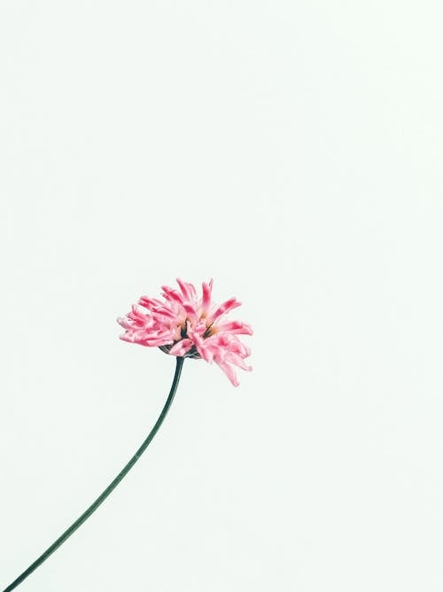 Free Top view of fresh blooming small flower with pink petals and thin green stem on white background in light studio Stock Photo