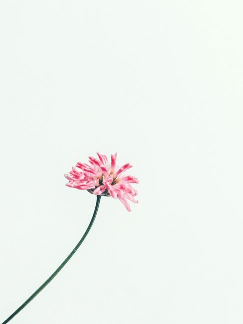 Top view of fresh blooming small flower with pink petals and thin green stem on white background in light studio