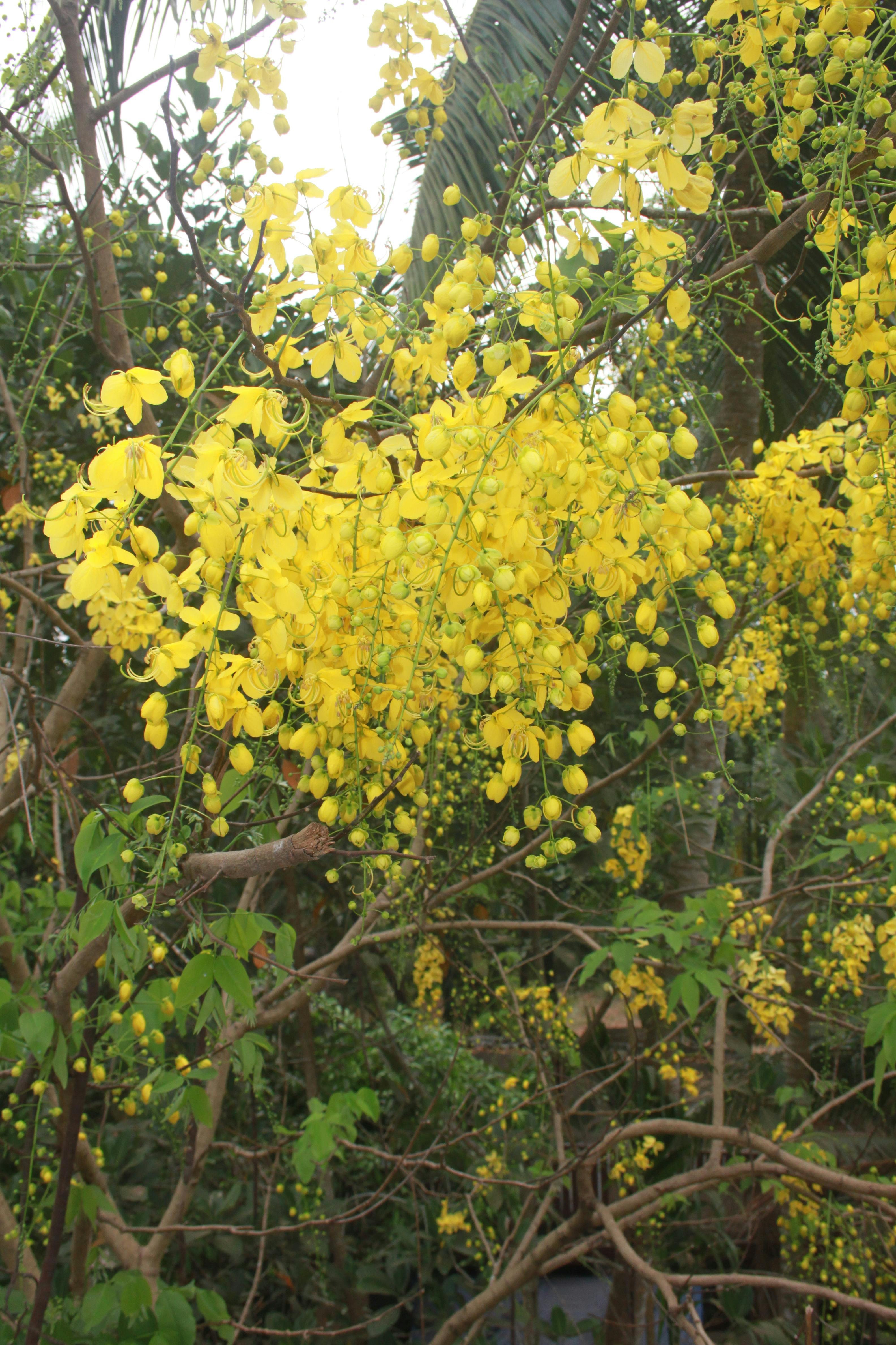 free-stock-photo-of-the-indian-laburnum