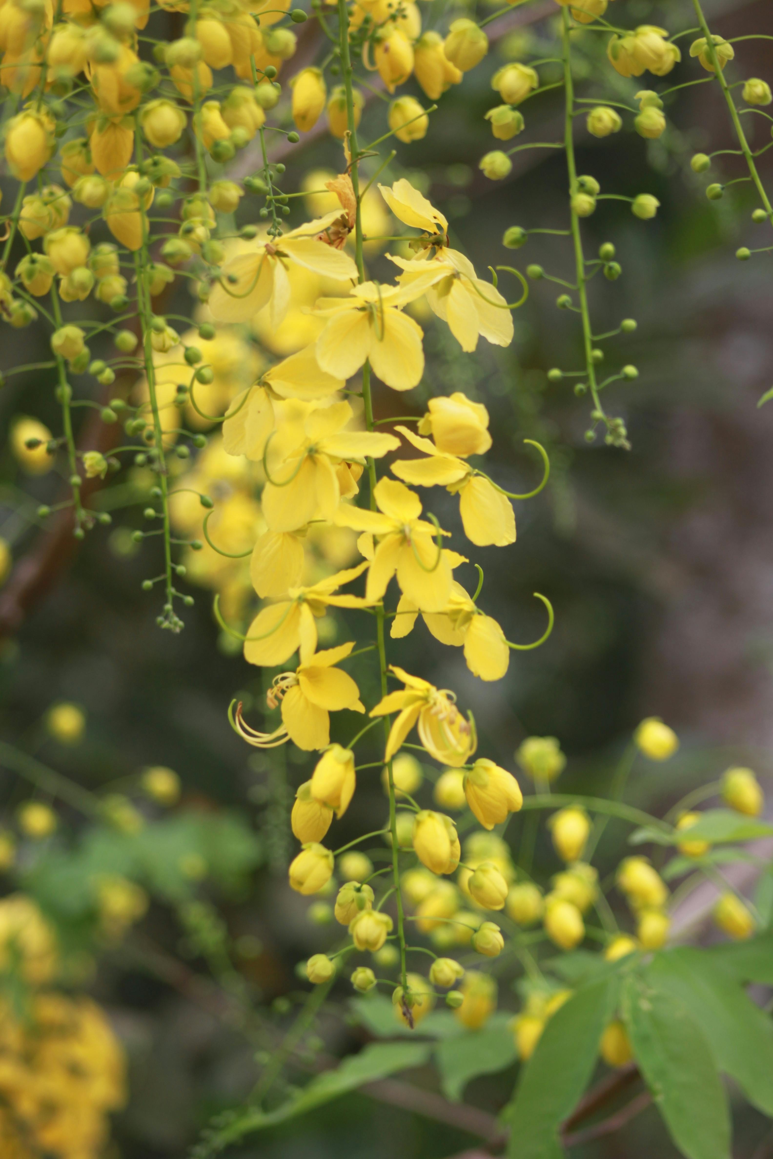 free-stock-photo-of-the-indian-laburnum