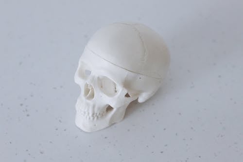 Close-Up Shot of a White Skull Model