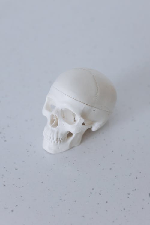 Close-Up Shot of a White Skull Model