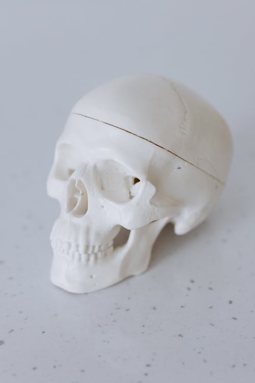Close-Up Shot of a White Skull Model