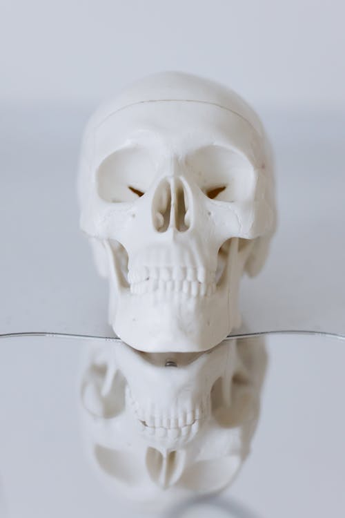 Close-Up Shot of a White Skull Model