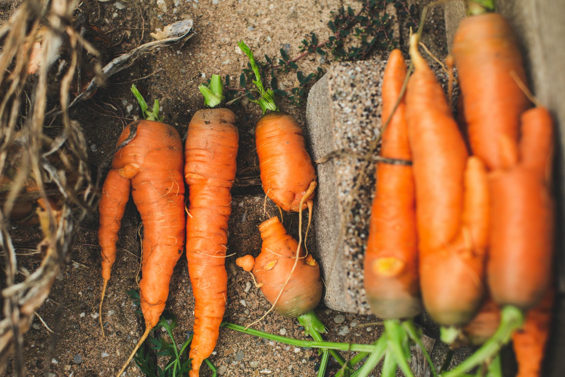Boosting the Sweetness of Homegrown Carrots: Strategic Watering, Soil Amendments, and Post-Frost Harvest Timing for Peak Flavor