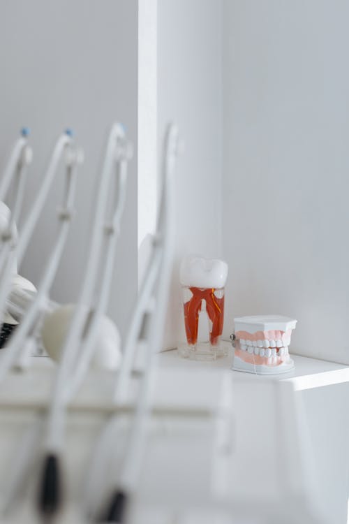 Free Dental Model on White Table Stock Photo