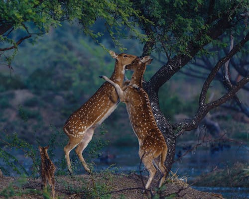 Photo of Deer Mating