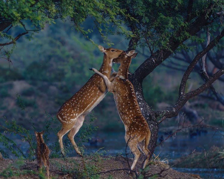 Photo Of Deer Mating