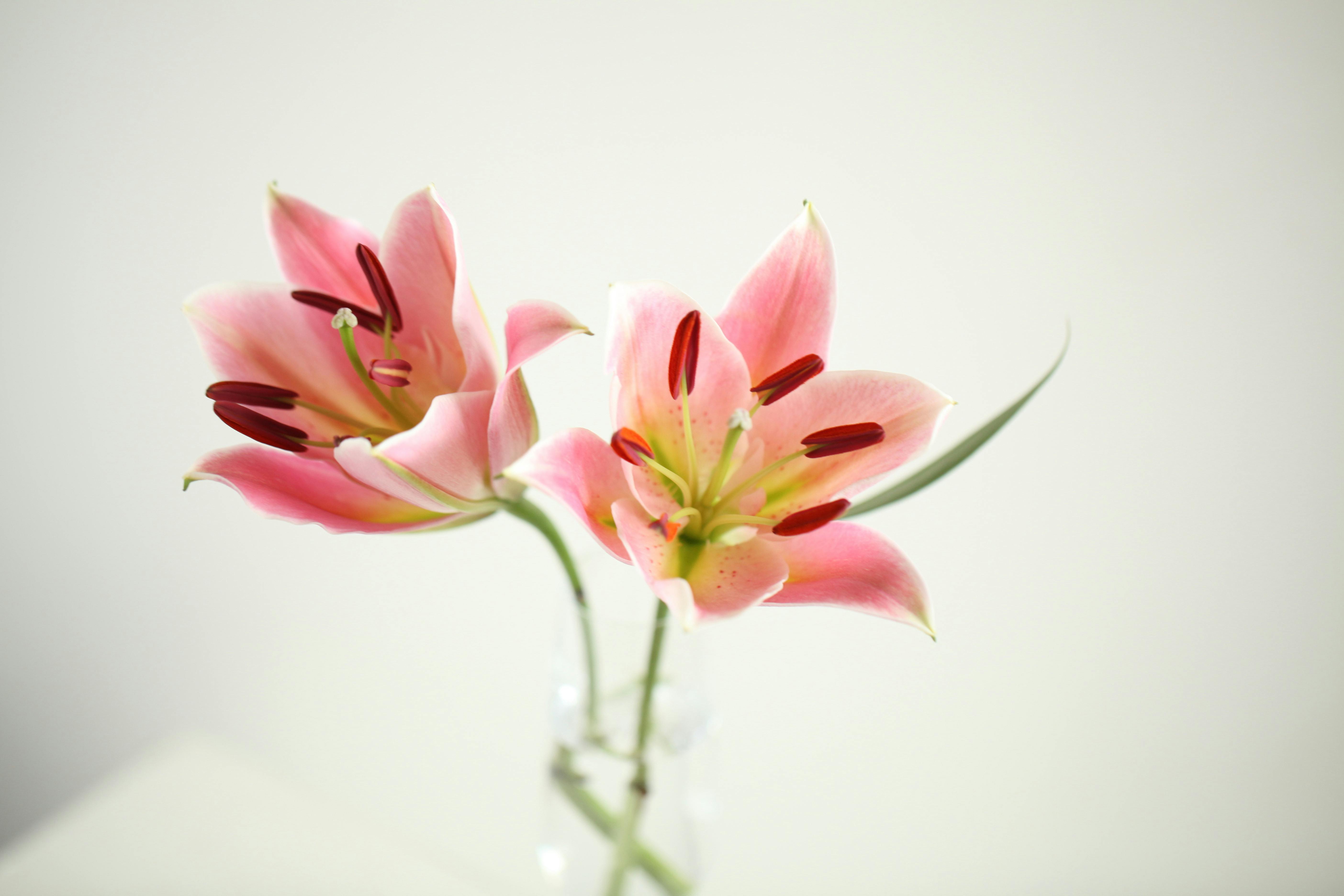 Lily, flower, water, white, HD phone wallpaper | Peakpx