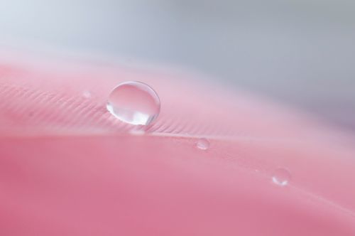 Free A serene macro shot of a water droplet resting on a delicate pink feather surface. Stock Photo