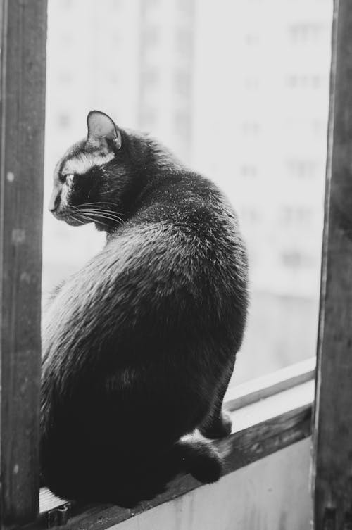 グレースケール, ネコ, ペットの無料の写真素材