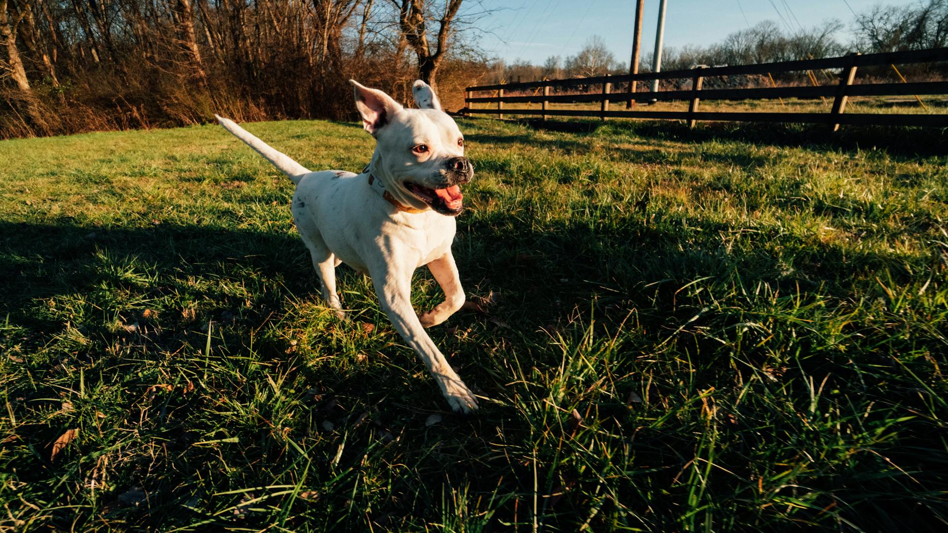 Amerikansk bulldog som springer på ängen på landsbygden