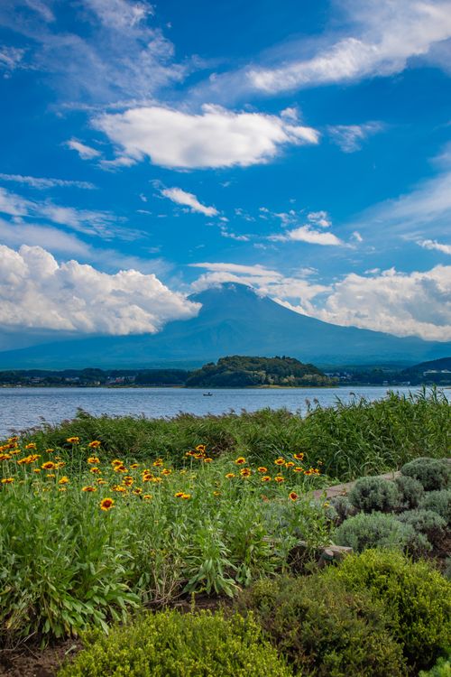 Free Breathtaking view of Mount Fuji with yellow flowers and a lake, captured on a sunny day in Fujinomiya, Japan. Stock Photo