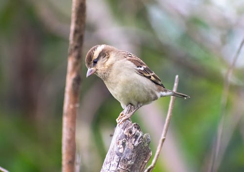 Close-Up Photo of Bird Perched on Tree