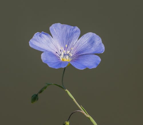 Close-Up Photo of Blue Flower
