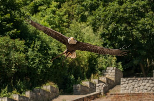 Close-Up Photo of Flying Eagle