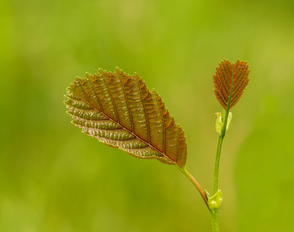 Close-Up Photo of Leaves