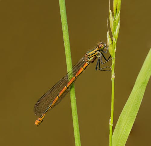 Free Close-Up Photo of Dragonfly Perched on Plant Stock Photo