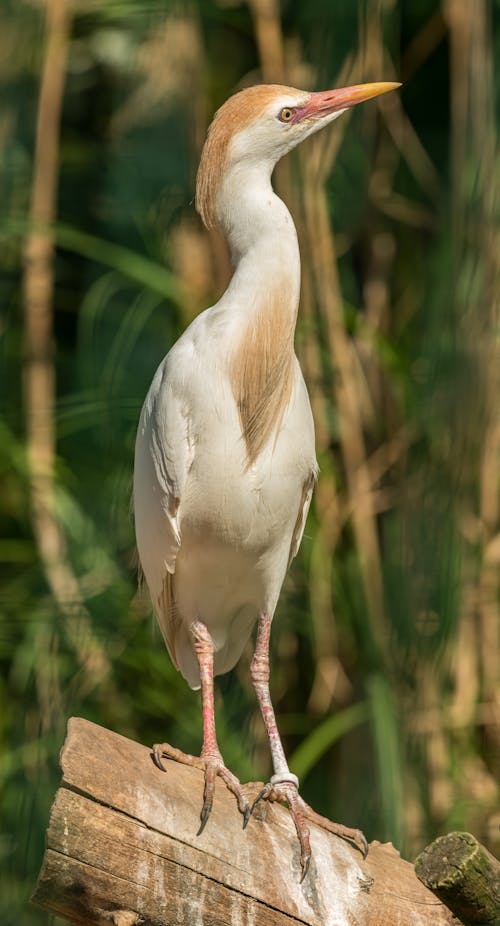 Gratis stockfoto met birdwatching, dieren in het wild, ornithologie