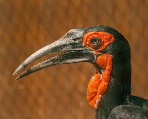 Gratis stockfoto met aviaire, beest, depth of field