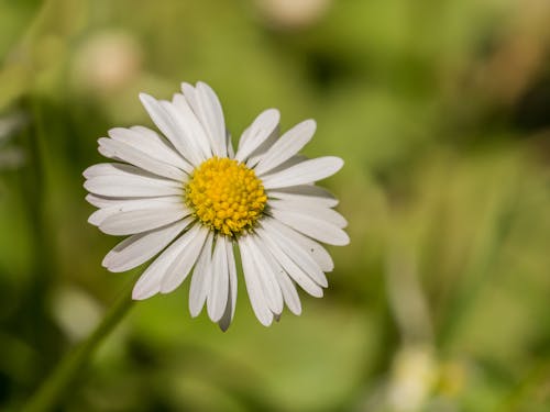 Close-Up Photo of White Daisy in Bloom