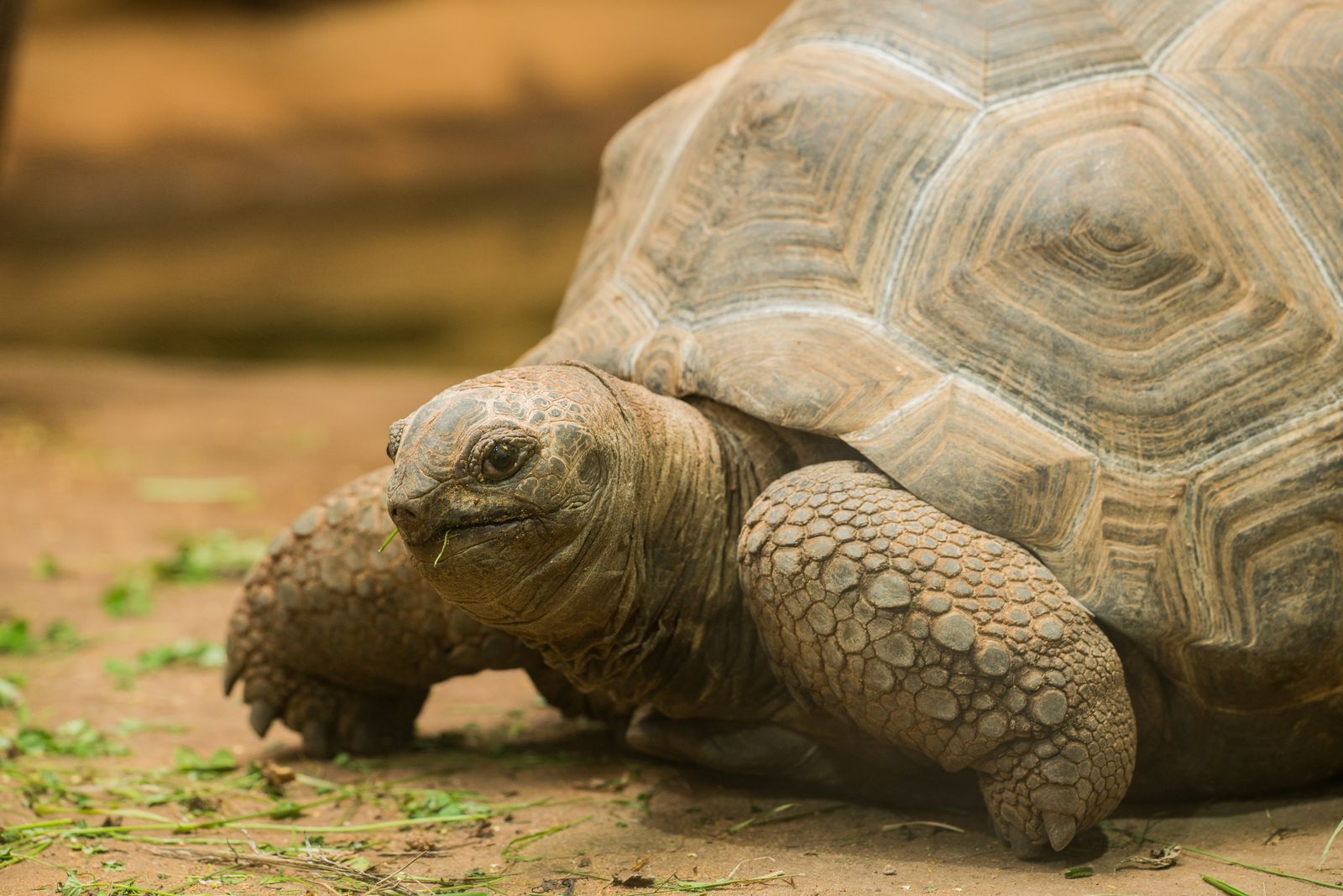 Giant Aldabra tortoise on sandy ground at Prison Island, Zanzibar