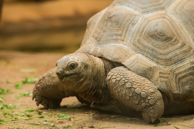 Giant tortoise on sandy ground, Prison Island Zanzibar