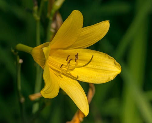 Fotobanka s bezplatnými fotkami na tému flóra, jemný, kvitnutie