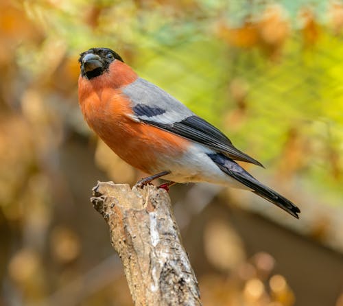 An Orange Bird Perched on a Tree Branch