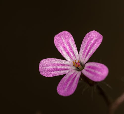 Purple and White Flower with Yellow Pollen