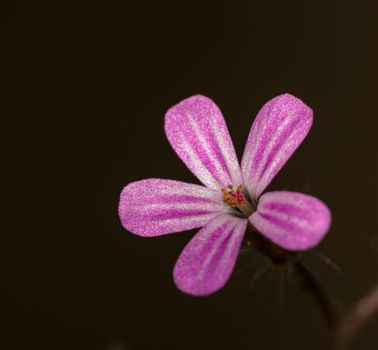 Vivid close-up of a pink geranium flower with delicate petals and prominent texture, set against a dark background.
