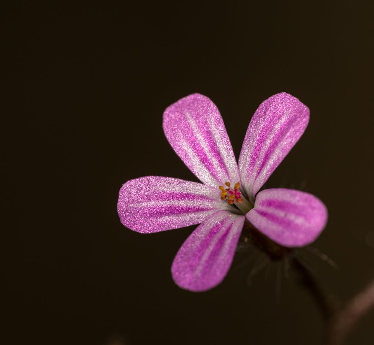 vivid close up of a pink geranium flower with delicate petals and prom