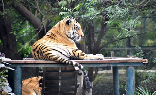 Free Tiger Lying on an Iron Stand Stock Photo