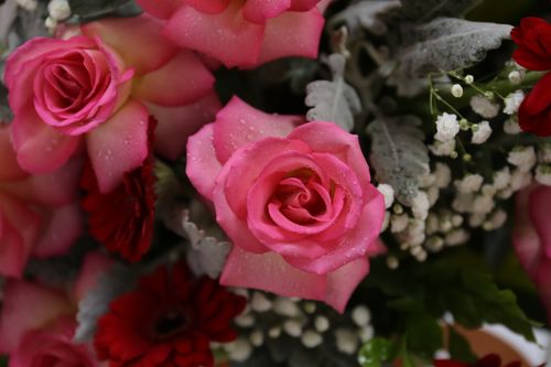 Free Close-up of a vibrant pink rose bouquet with dew drops, showcasing rich textures and color contrast. Stock Photo