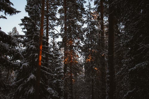Coniferous Trees in a Forest at Winter 