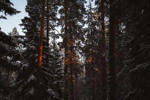 Free Serene winter landscape of a snowy coniferous forest at sunrise in Russia. Stock Photo